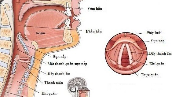 Thanh Quản Nằm Ở Đâu ? Cấu Tạo Và Chức Năng Của Thanh Quản