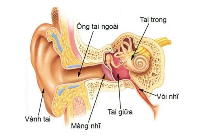 Giải phẫu tai giữa, tai trong, tai ngoài và chức năng sinh lý của tai