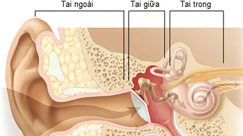 Viêm tai giữa ở người lớn có tự khỏi không? - Long Châu