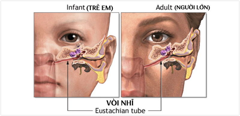 Vòi Eustache là gì? Một số bệnh lý liên quan đến vòi Eustache - Nhà thuốc FPT Long Châu