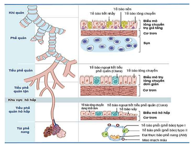 Viviêm Tiểu Phế Quản Khác Gì Viêm Phế Quản? Phân Biệt để Tránh Nhầm Lẫn